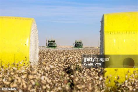 1306 Cotton Pickers Stock Photos High Res Pictures And Images