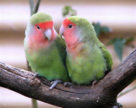 Lovebird Couple Pink Bird Red Birds Colorful Birds Pretty Birds