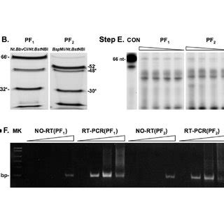 The PF 1 DNA aptamer selection protocol. The library oligonucleotides ... 