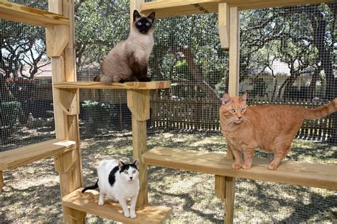 Safety Outdoors Cat Enclosures Cages Purrfect Love Outdoor Cat