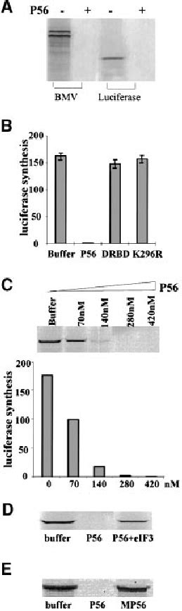 Inhibition Of Translation By P And Rescuing The P Mediated