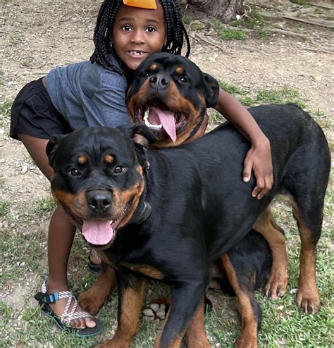 1371 best Rottweilers images on Pholder | Rottweiler, Aww and