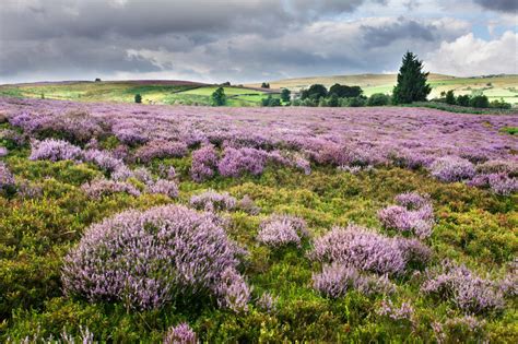 Country Life Today Why Englands Heather Is Under Threat Country Life