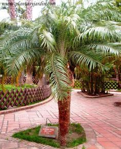 Ideas De Palmera Enana Jardines Jardiner A Enana