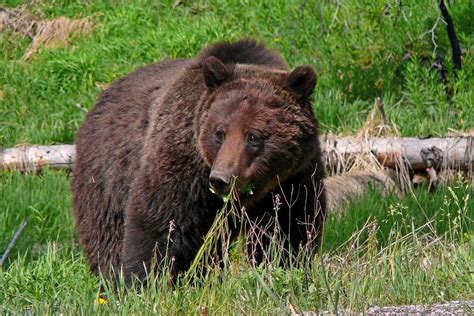 Grizzly Bear Reintroduction In Washingtons North Cascades Awaits