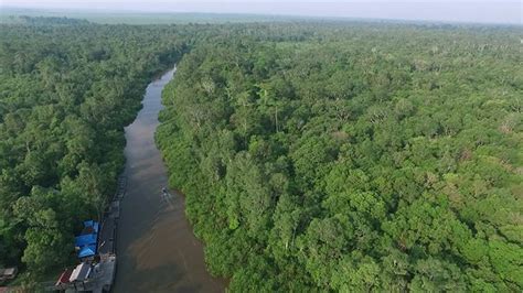 Borneo Orangutan Indonesia : Tanjung Putting National Park