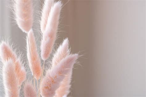 Premium Photo Pastel Pink Fluffy Bunny Tail Grass Against The Wall