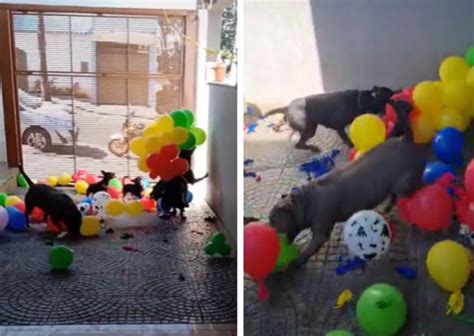 V Deo Cachorros Fazem A Pr Pria Festa Em Anivers Rio E Imagens