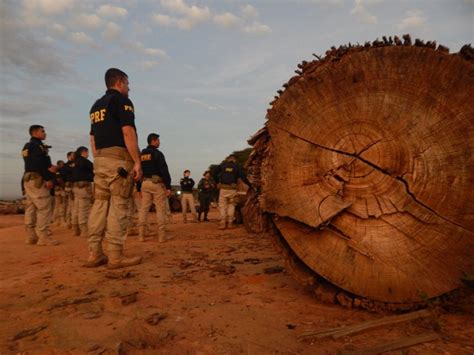 Em Mato Grosso Prf Realiza Nivelamento De Identificação De Madeiras