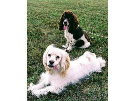 Purebred American Cocker Spaniel puppies Arlington - Puppies for Sale ...