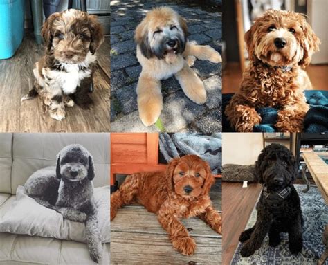 Labradoodle Colors A Complete Guide We Love Doodles