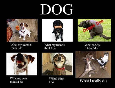 21 Funny Dog Memes