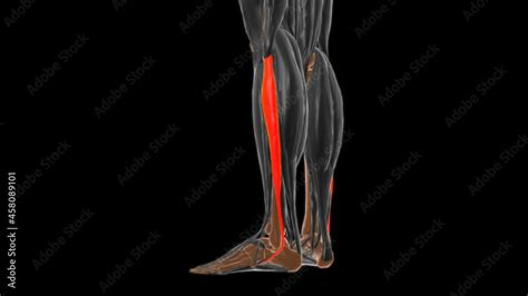 Fibularis Longus Muscle Anatomy For Medical Concept 3d 素材庫影片 Adobe Stock