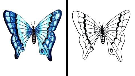 Realistic Butterfly Drawing | Free download on ClipArtMag