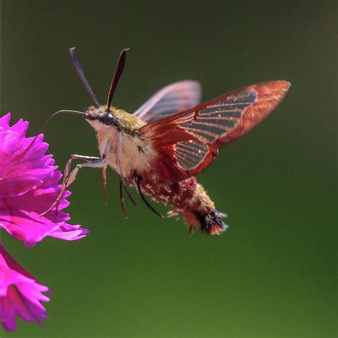 Albums 92 Pictures Picture Of A Hummingbird Moth Excellent