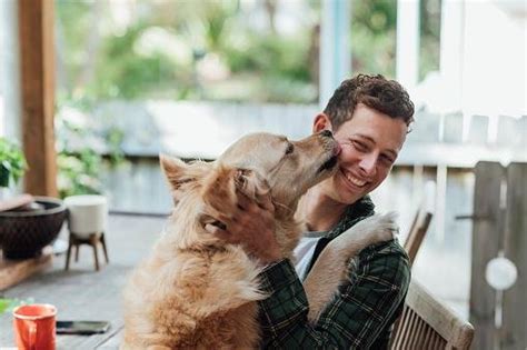 Por Que Os Cachorros Gostam De Receber Carinho Mega Curioso