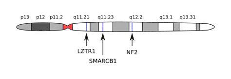 A Map Of Chromosome 22 Showing The Approximate Locations Of Nf2 And Two