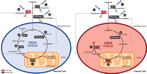 Schematic representation of the enzymes and metabolic pathways involved ... 