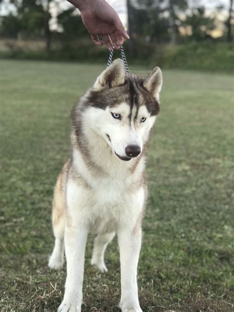 Husky Siberiano Manto Rojo El Mejor Criadero De México