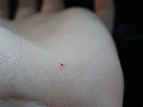 what's the smallest spider in the world 4