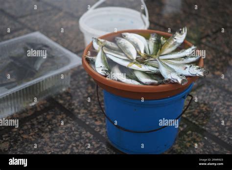 Caught Fishes And Fishing Equipments Istanbul Stock Photo Alamy