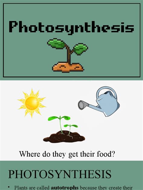 Photosynthesis Light Dependent Reaction Pdf Photosynthesis