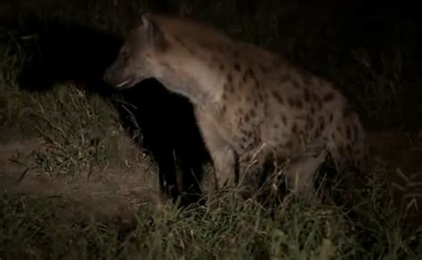 A bold hyena steals a leopard’s meal … until an elephant interferes ...