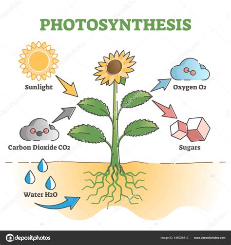 Photosynthesis diagram process symbolic explanation scheme outline ...