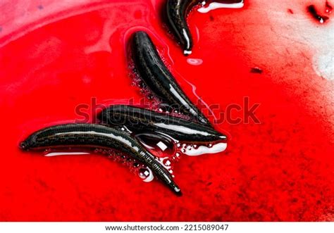 Many Leeches Blood On Leech Farm Stock Photo 2215089047 | Shutterstock