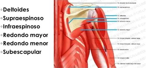 Pinzamiento Subacromial En El Hombro Mundo Entrenamiento