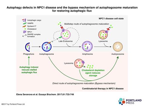 Autophagy Defects In Npc Disease And The Bypass Mechanism Of