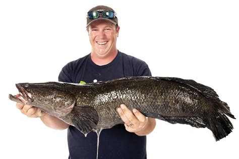 World Record Snakehead Fish Caught In U S The Two Way Npr