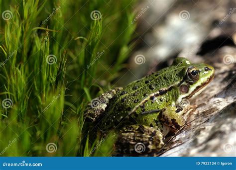 Green Frog On The Moss Stock Photo Image Of Clutch Green 7922134