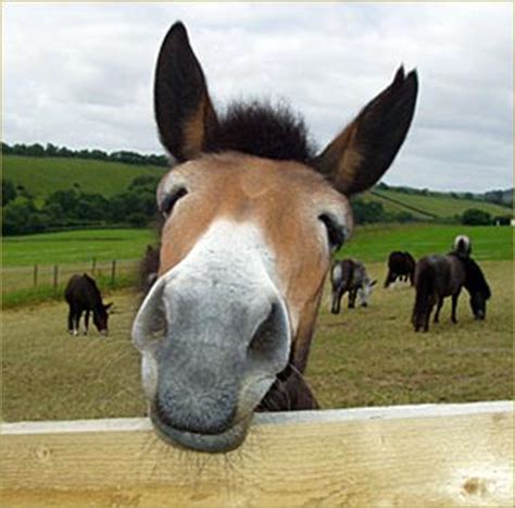 mula opste obrazovanje