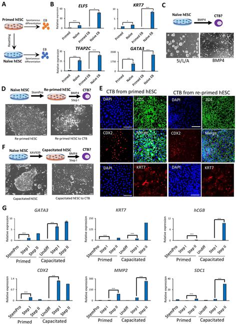 Figures And Data In Derivation Of Trophoblast Stem Cells From Na Ve