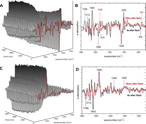 Time Resolved Ftir Difference Spectroscopy Of Rhodopsin Activation And