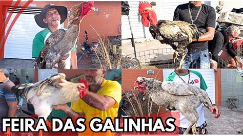 VEJA A MAIOR FEIRA DAS GALINHAS TRADICIONAL DE ARAPIRACA AL Nordeste