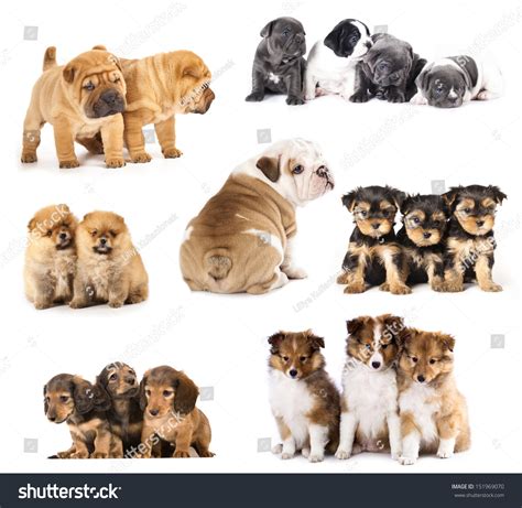 Group Of Puppies Different Breeds Stock Photo 151969070 Shutterstock