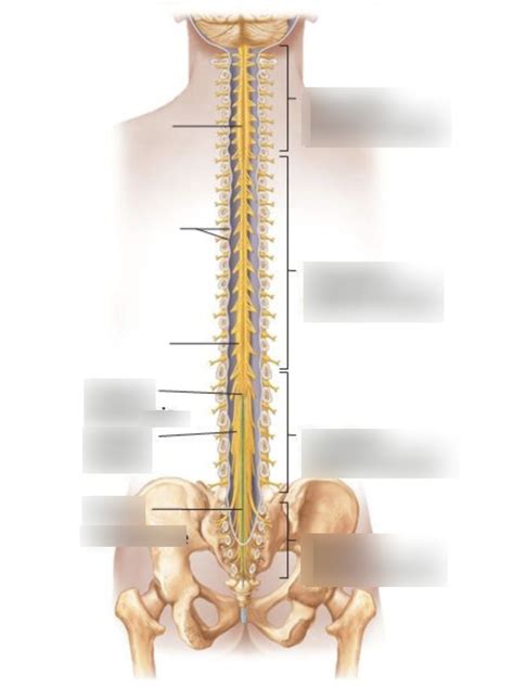 Nervous System Spine Labeling Diagram Quizlet