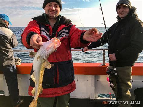 Codling Pollack Haddock And Whiting On The Tyne Wrecks Aboard Sweet