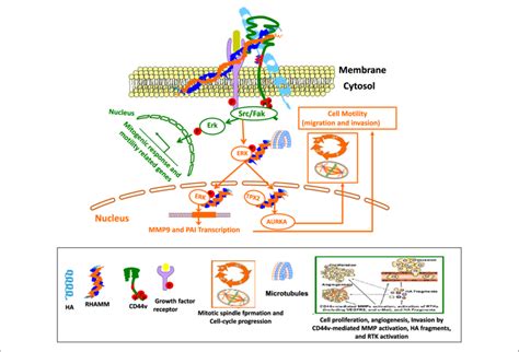 Cross Talk Between Cd44 And Rhamm Interaction With Ha Affects