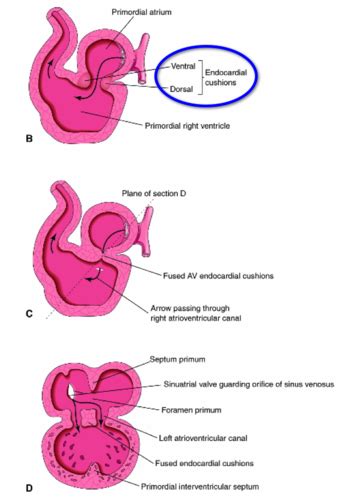 Embryology Cardiovascular Development Flashcards Quizlet