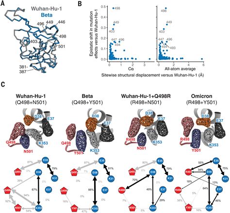 Shifting Mutational Constraints In The Sars Cov Receptor Binding