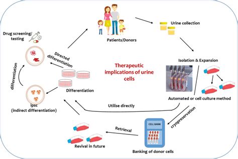 Urine Derived Cells For Human Cell Therapy Stem Cell Research