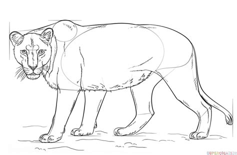 How To Draw A Lioness Step By Step Drawing Tutorials