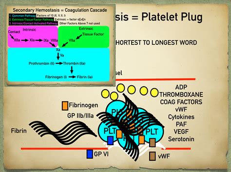 Secondary Hemostasis Definition and Coagulation Cascade Pathway Steps ...