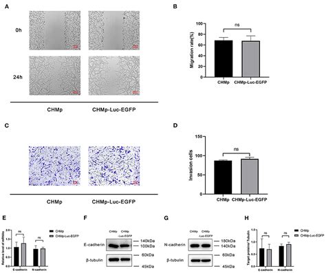 Frontiers Establishment Of Stable Expression Of Firefly Luciferase