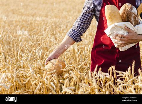 Round Loaf Of Bread In Farmer S Hands On Wheat Field Background Stock