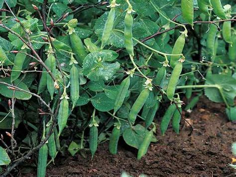 Pea and Bean Support Mesh - Support for Climbing Plants