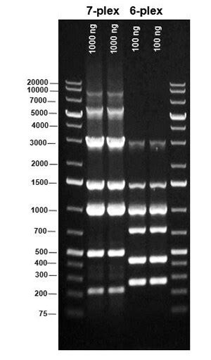 One Step Rt Pcr Systems Thermo Fisher Scientific Us